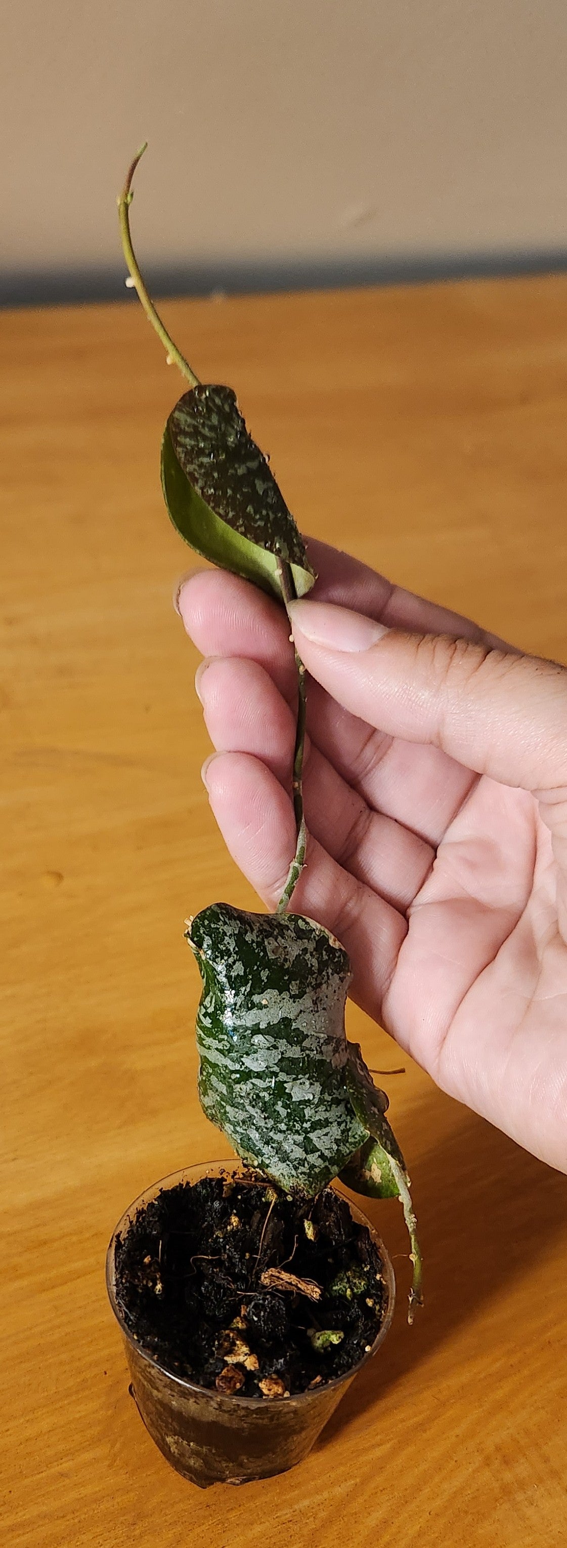 Hoya Imbricata