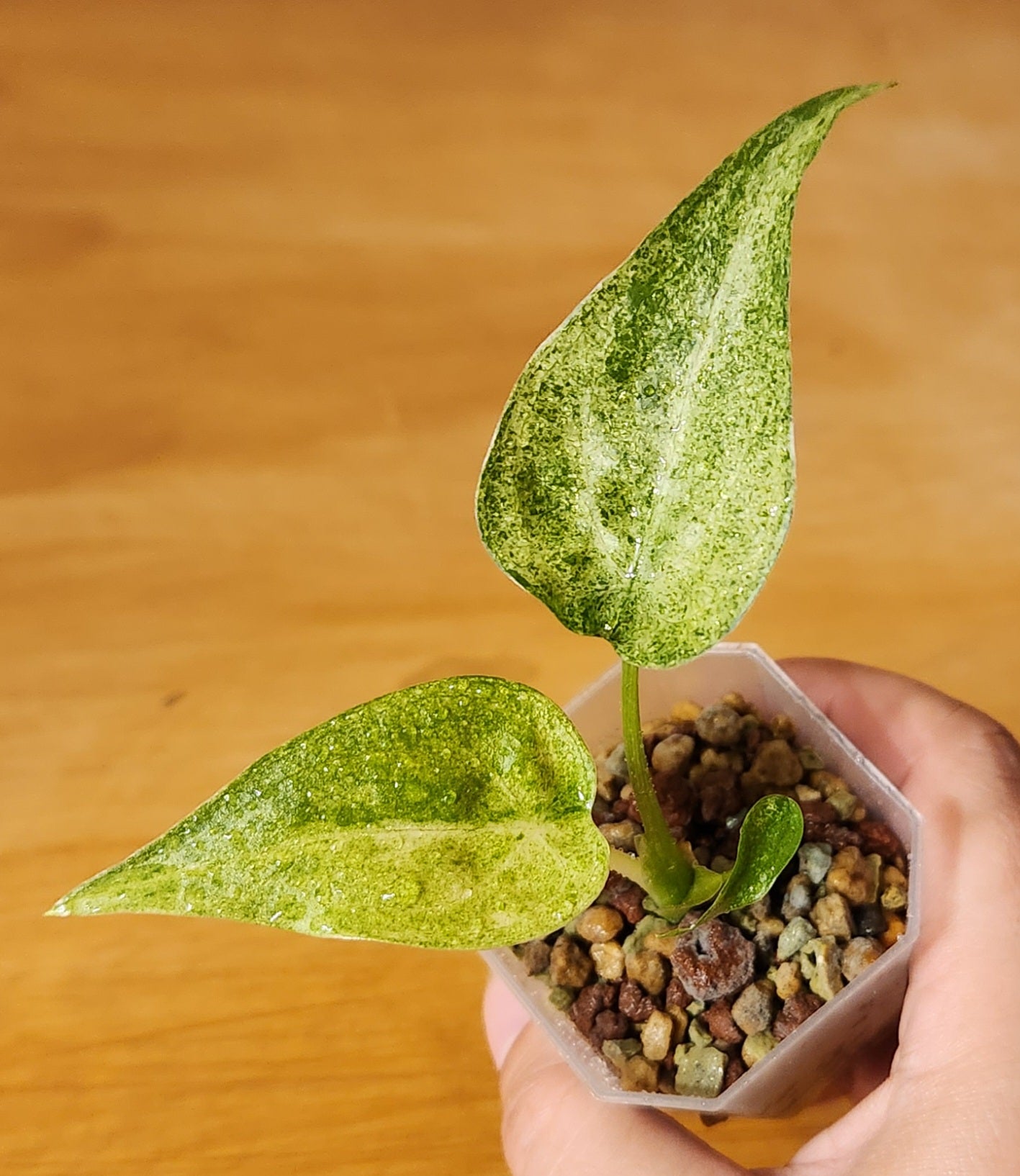 Alocasia Cucullata Mint Variegated