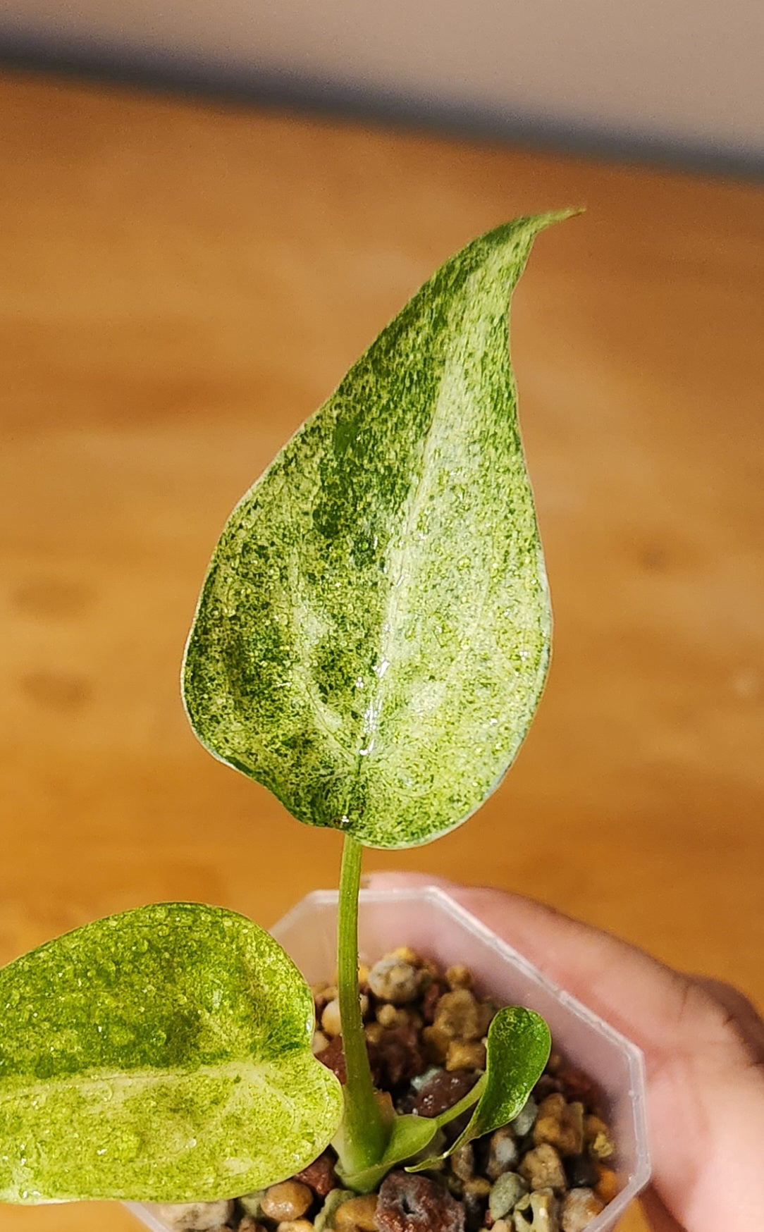 Alocasia Cucullata Mint Variegated