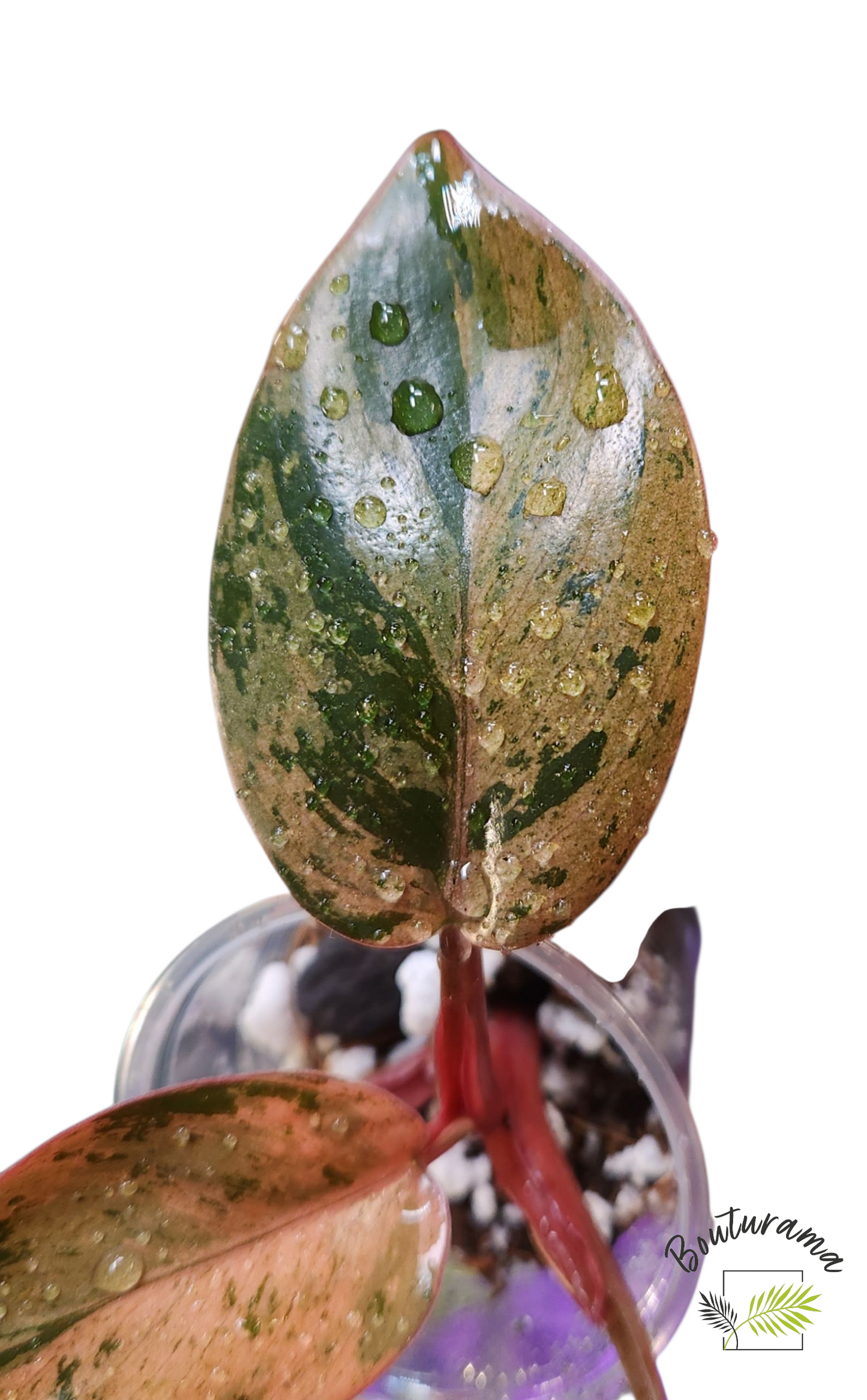 Philodendron Red Congo Dwarf Mint Variegated 💚Rabais Action de Grâce
