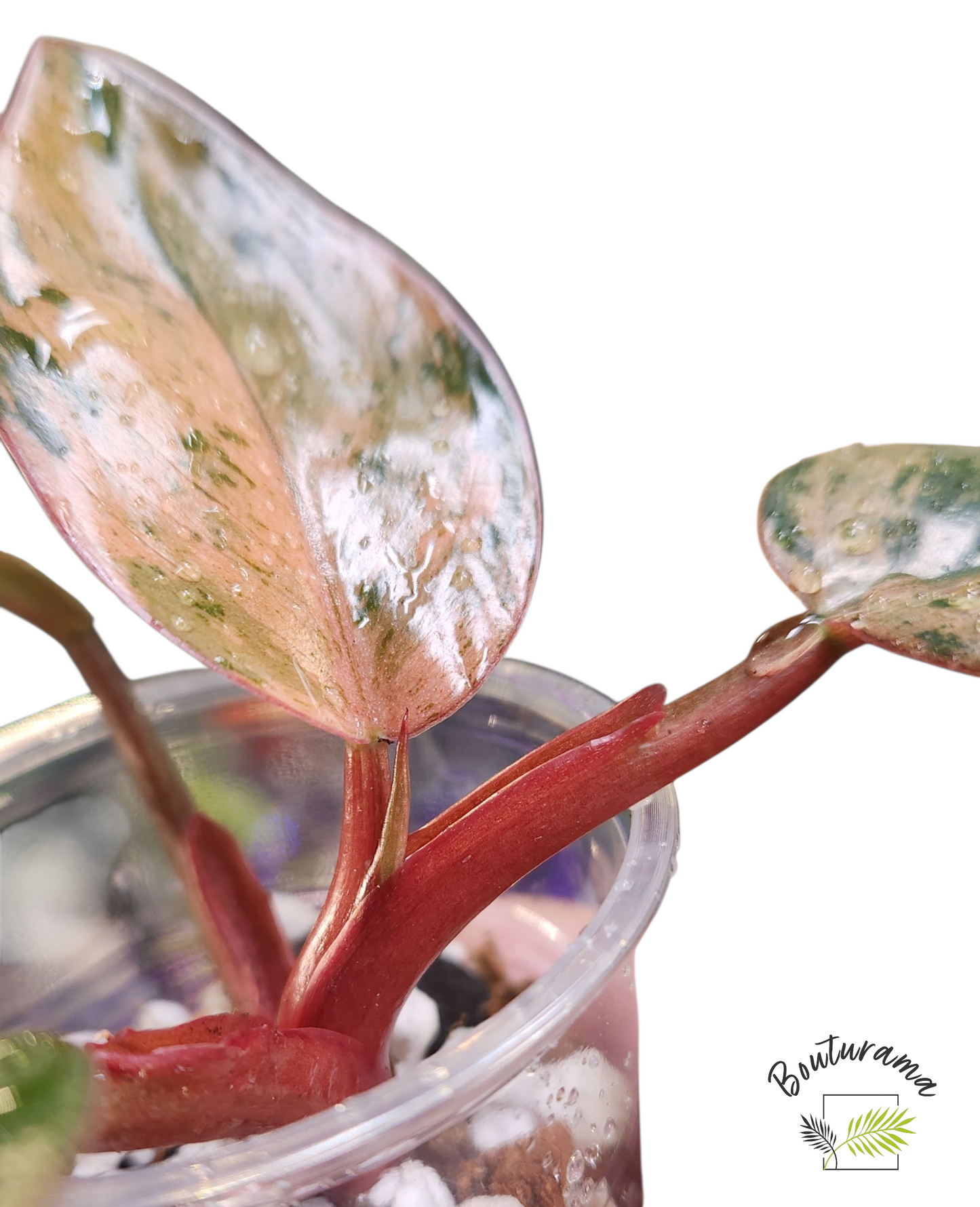 Philodendron Red Congo Dwarf Mint Variegated 💚Rabais Action de Grâce
