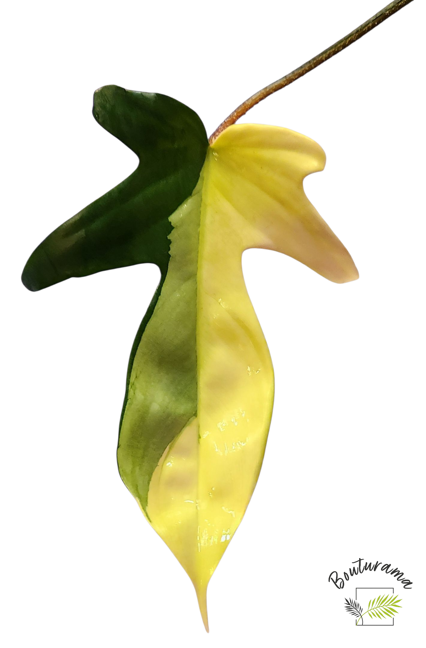 Philodendron Florida Beauty