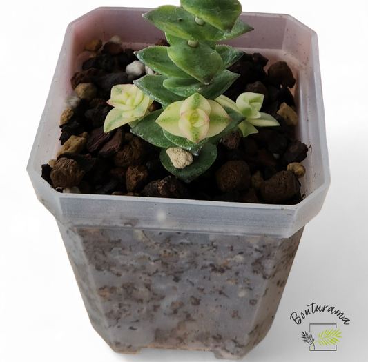 Crassula Perforata Variegata