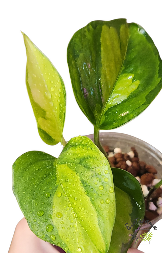 Pothos Global Green