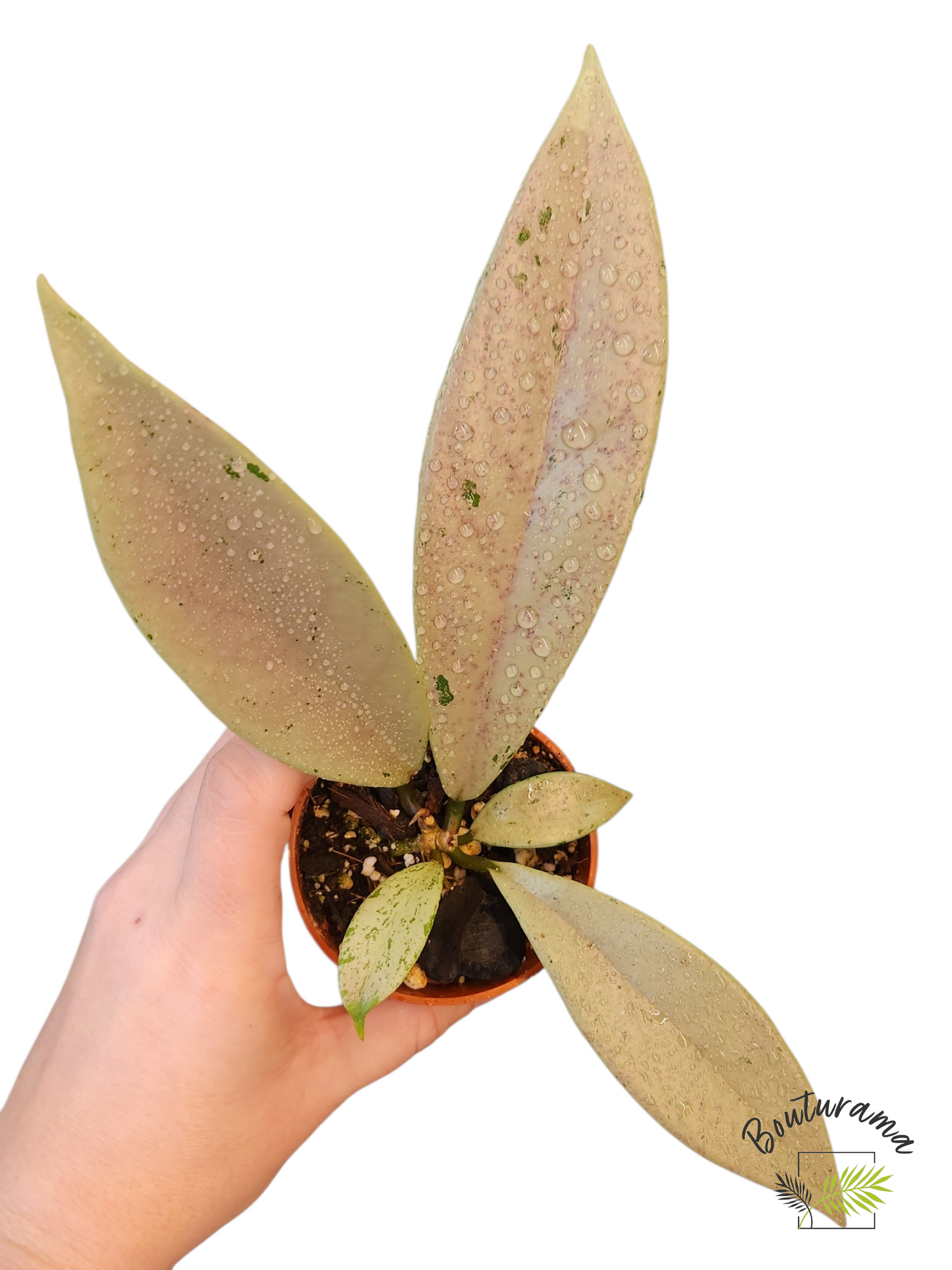 Hoya Publicalyx Pink Silver Ghost