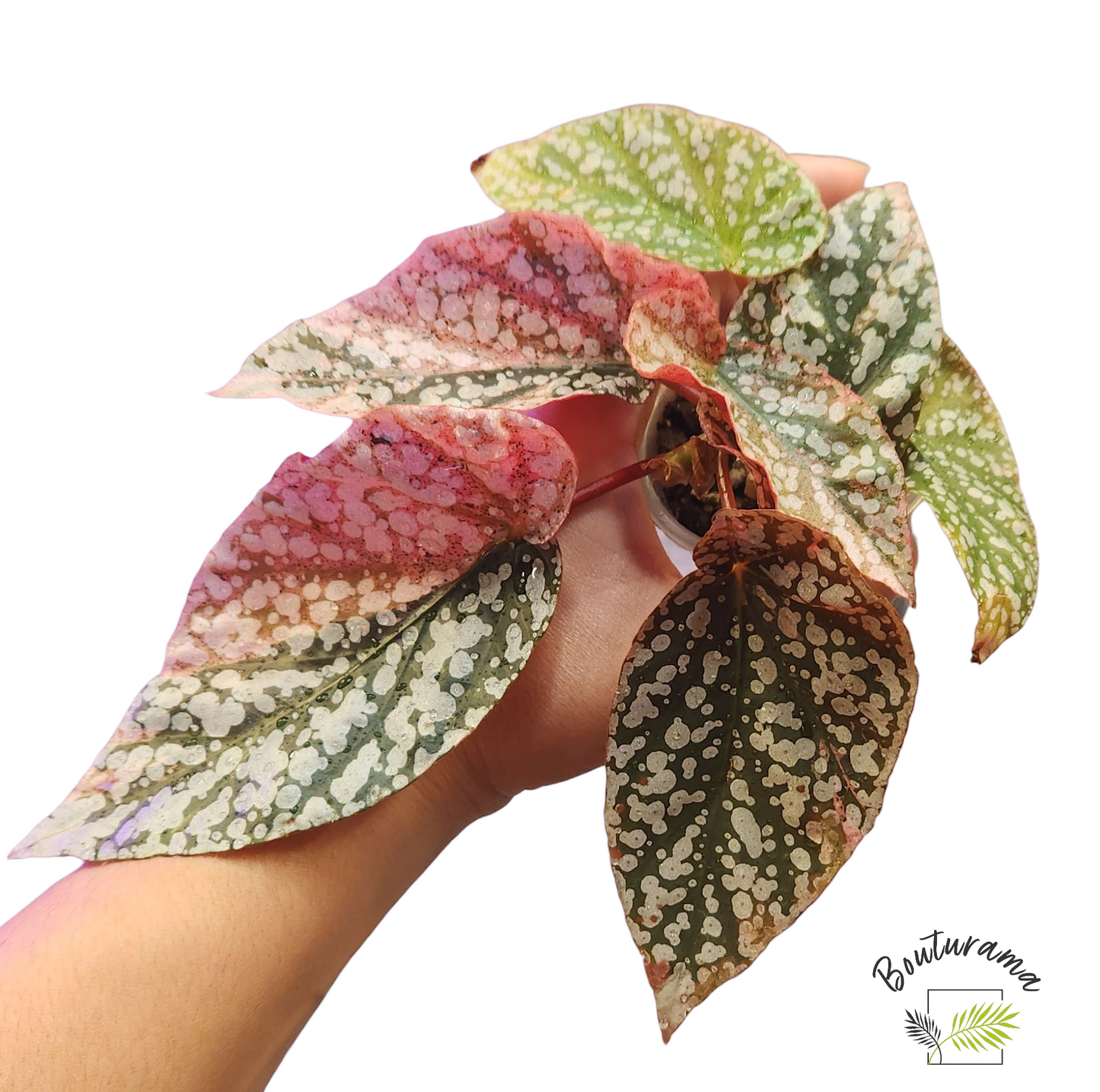 Begonia Snowcapped Variegata