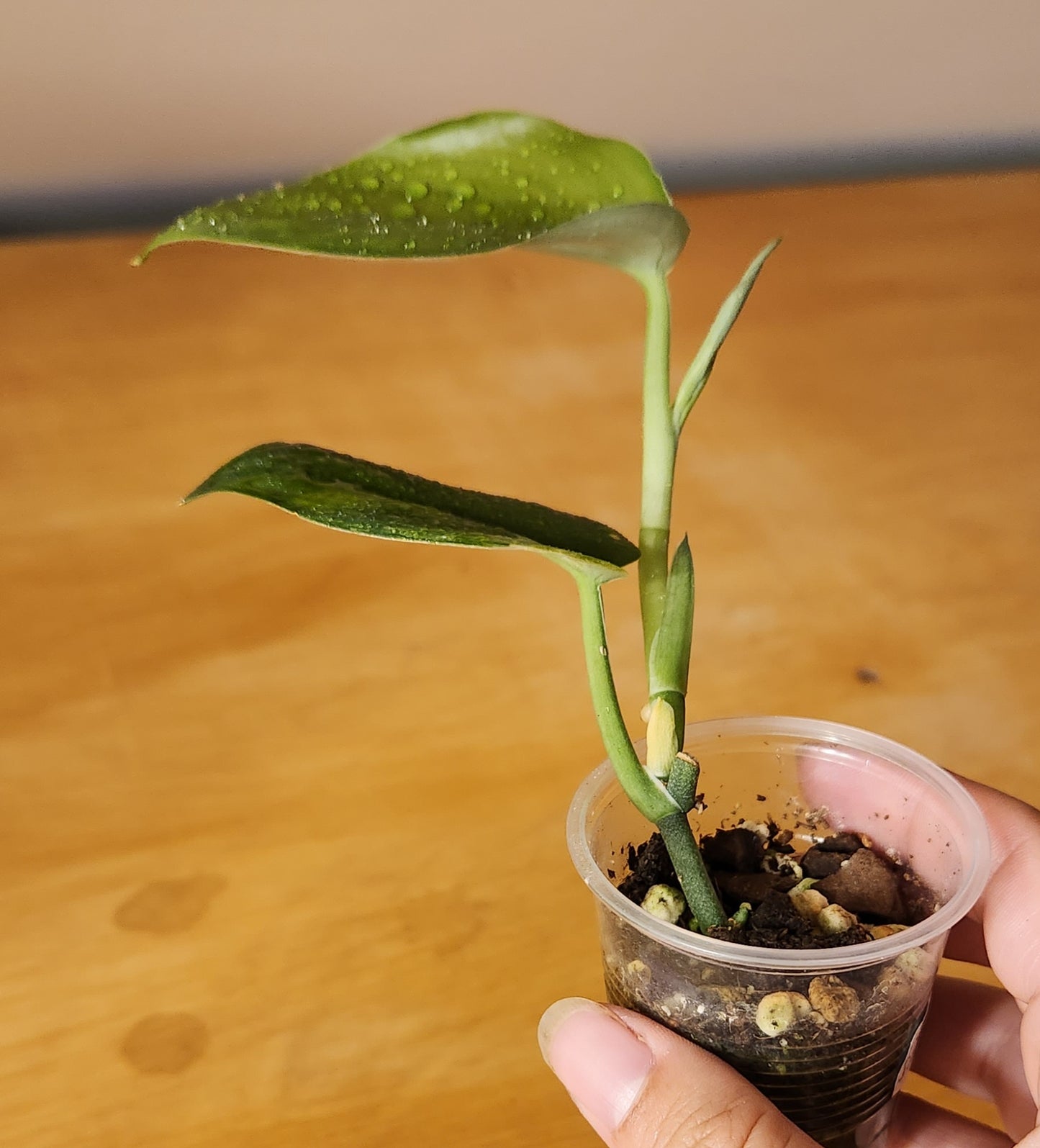 Scindapsus Jade Satin Mint