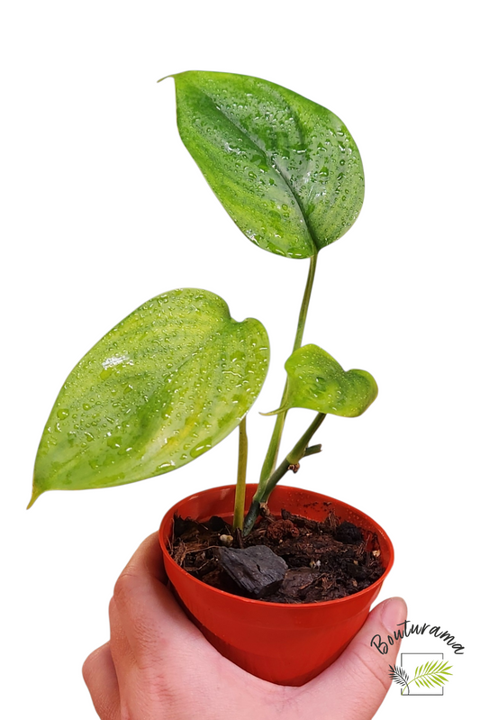 Scindapsus White Monster - Revert