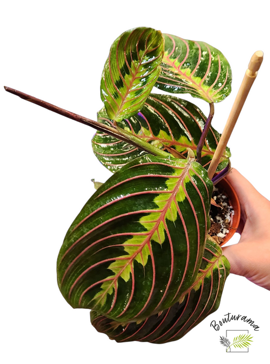 Maranta leuconeura erythroneura (Rouge)