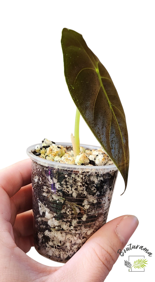 Alocasia Golden Bone