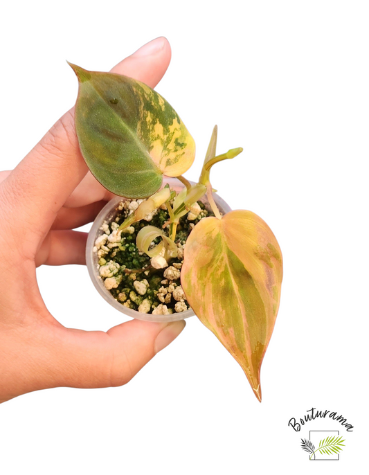 Philodendron Micans Variegata