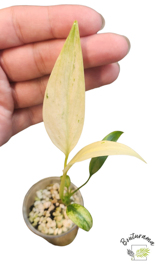 Epipremnum Giganteum Marble (tc)