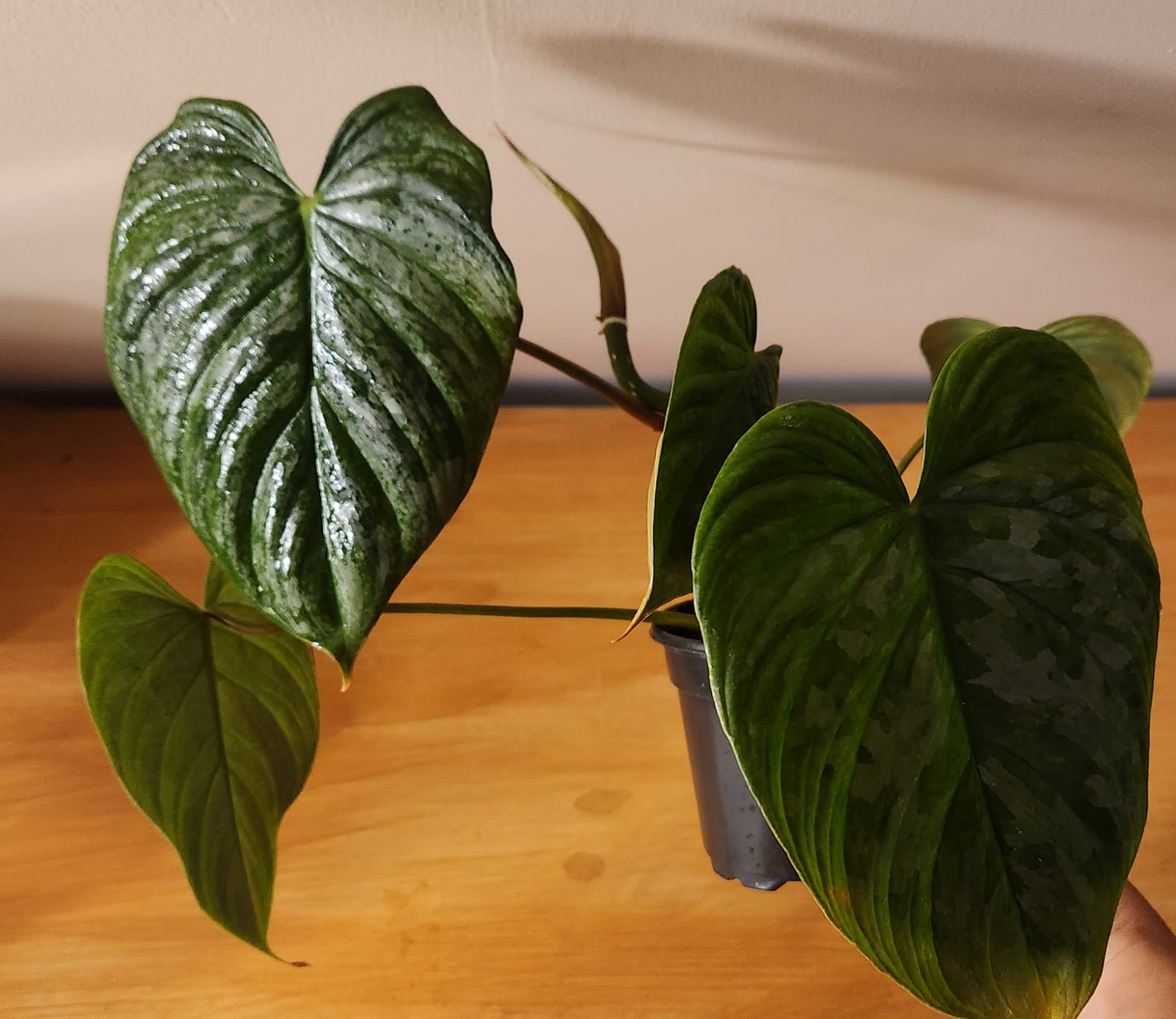 Philodendron Majestic