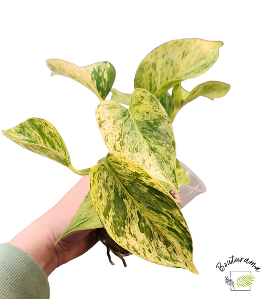 Pothos Snow Queen