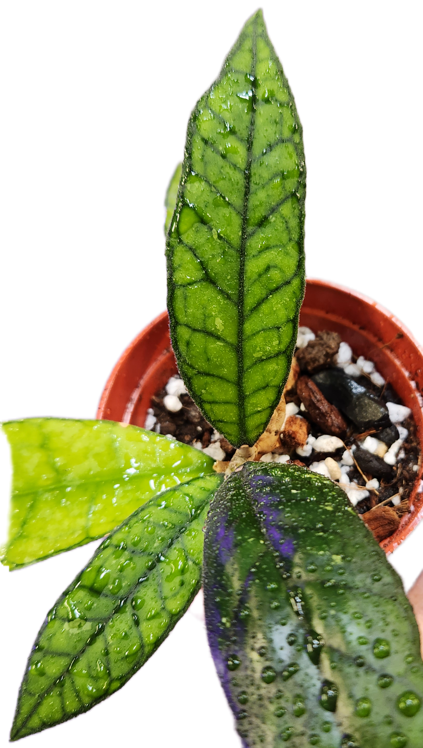 Hoya Finlaysonii Olfe