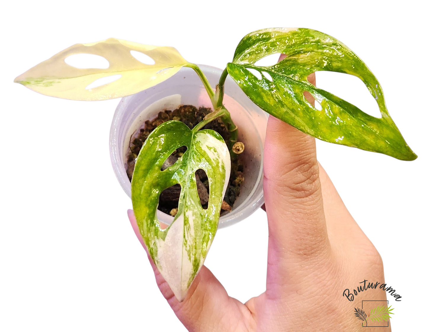 Monstera Acuminata Albo Mint