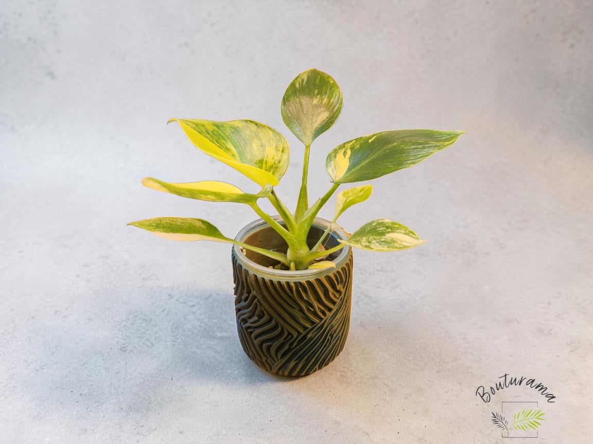 Cache-pot 2"