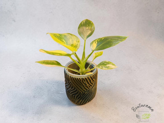 Cache-pot 2"