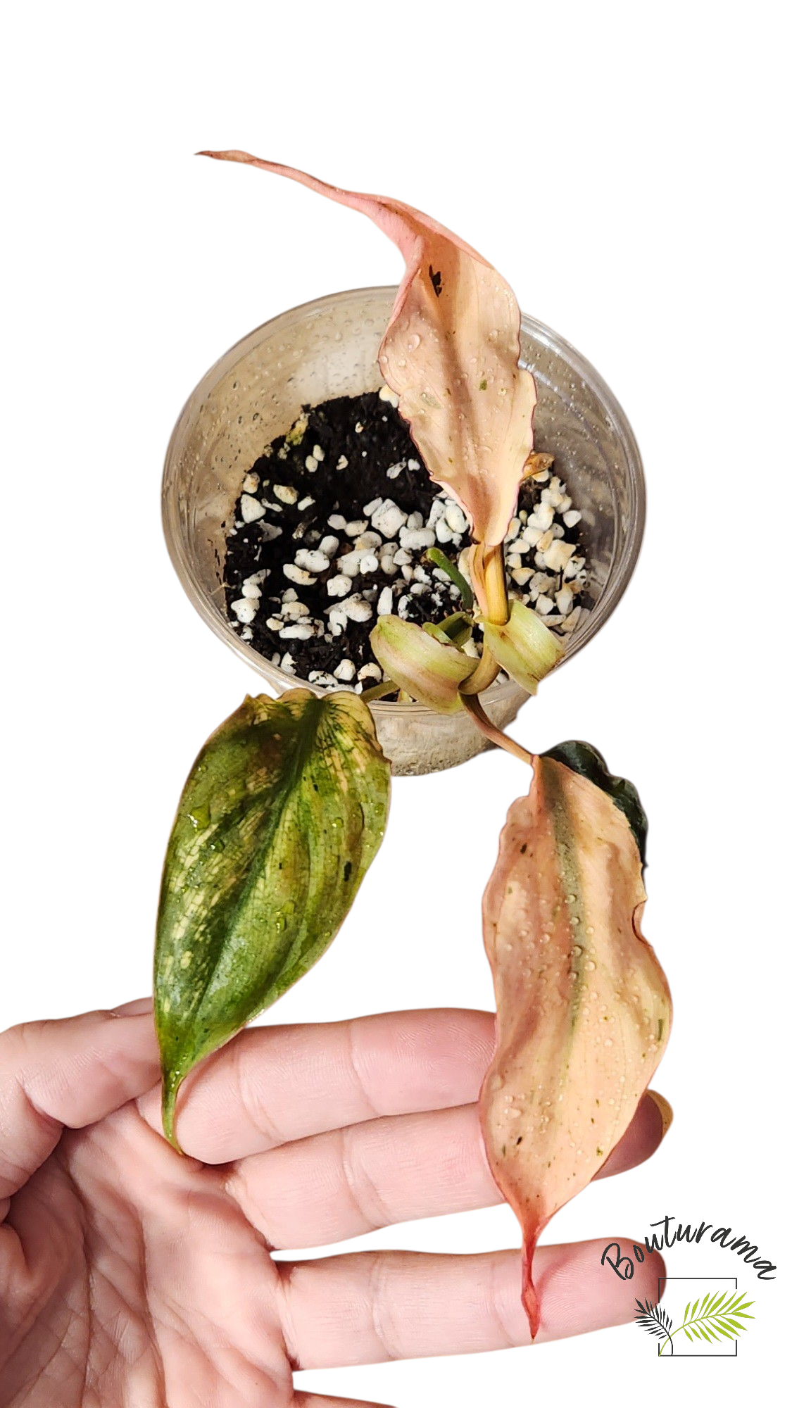 Philodendron Micans Mint Variegated