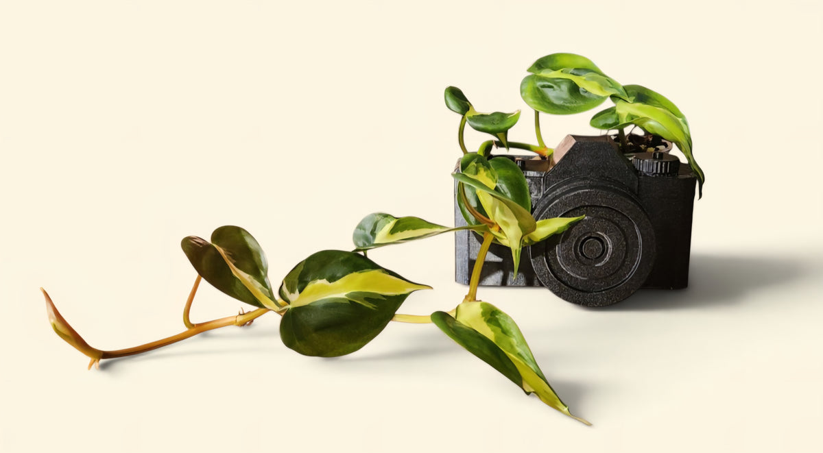 Photographe