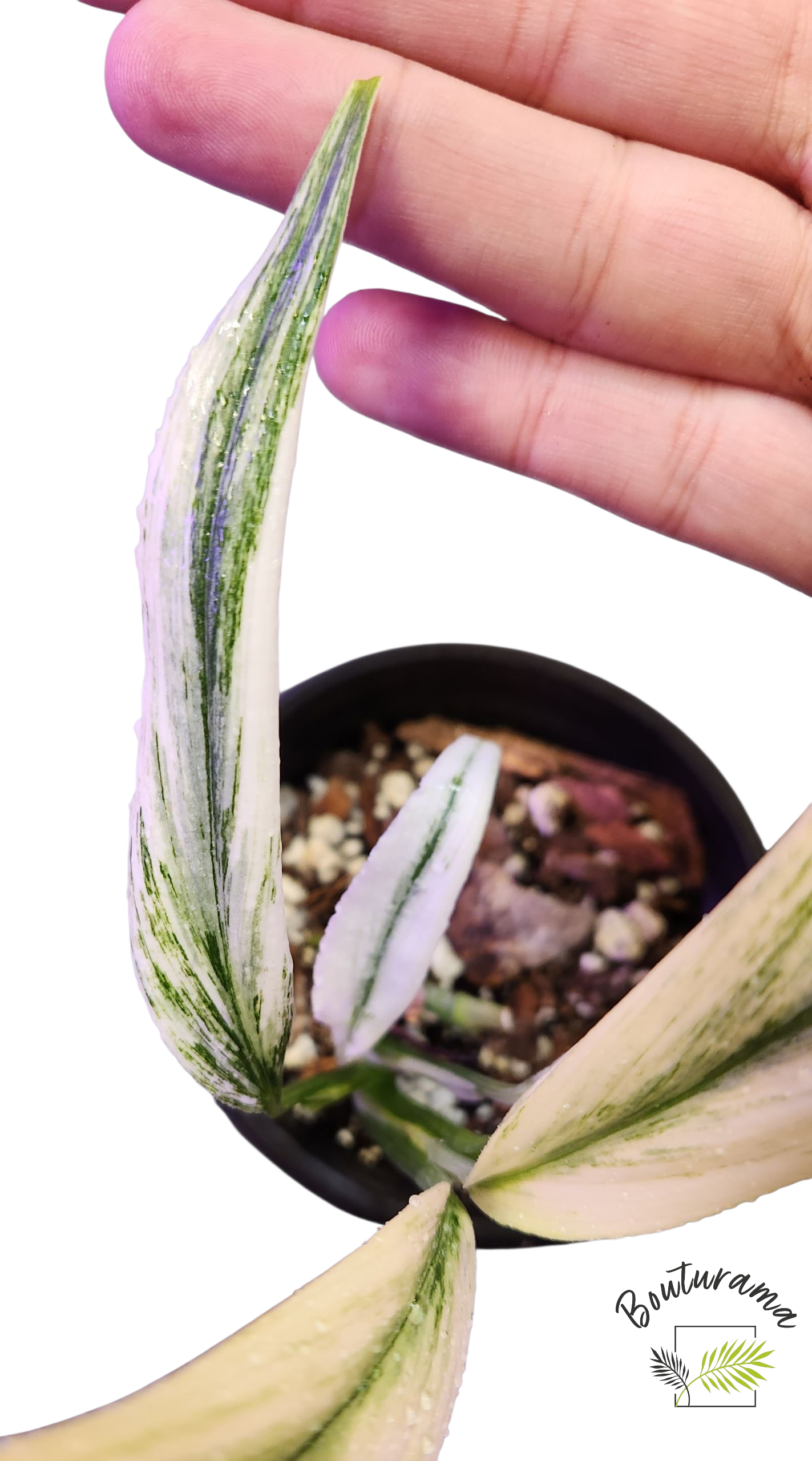Epipremnum Amplissium Silver Stripe Variegata