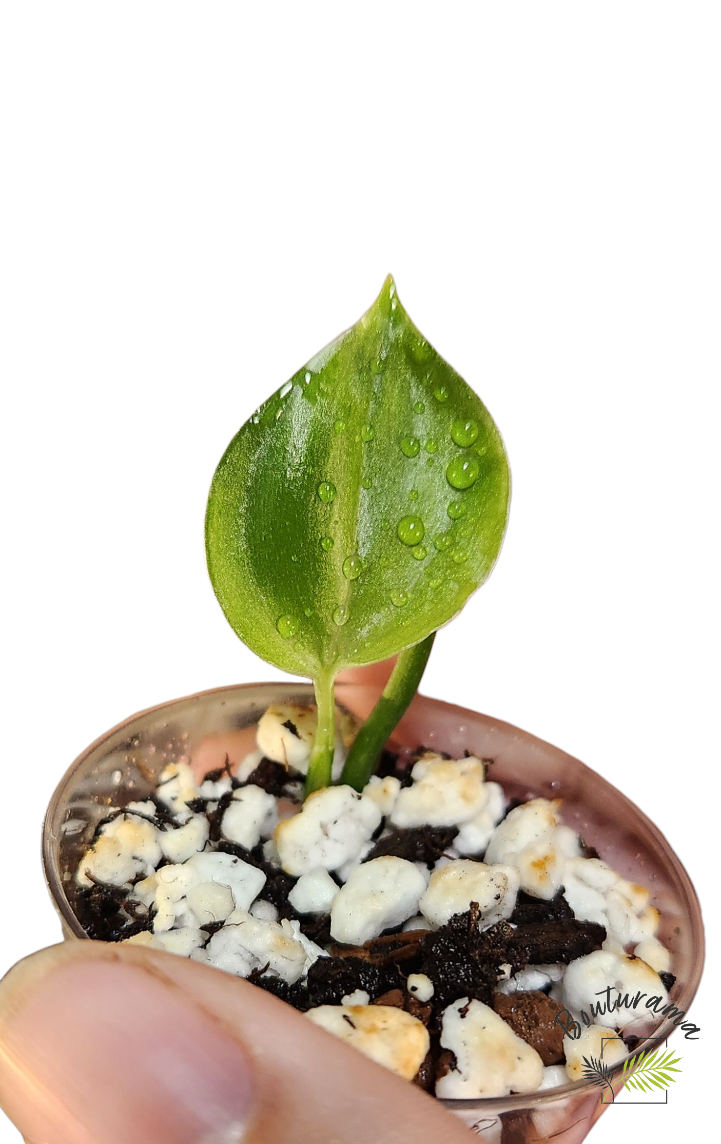 Scindapsus White Monster possible revert