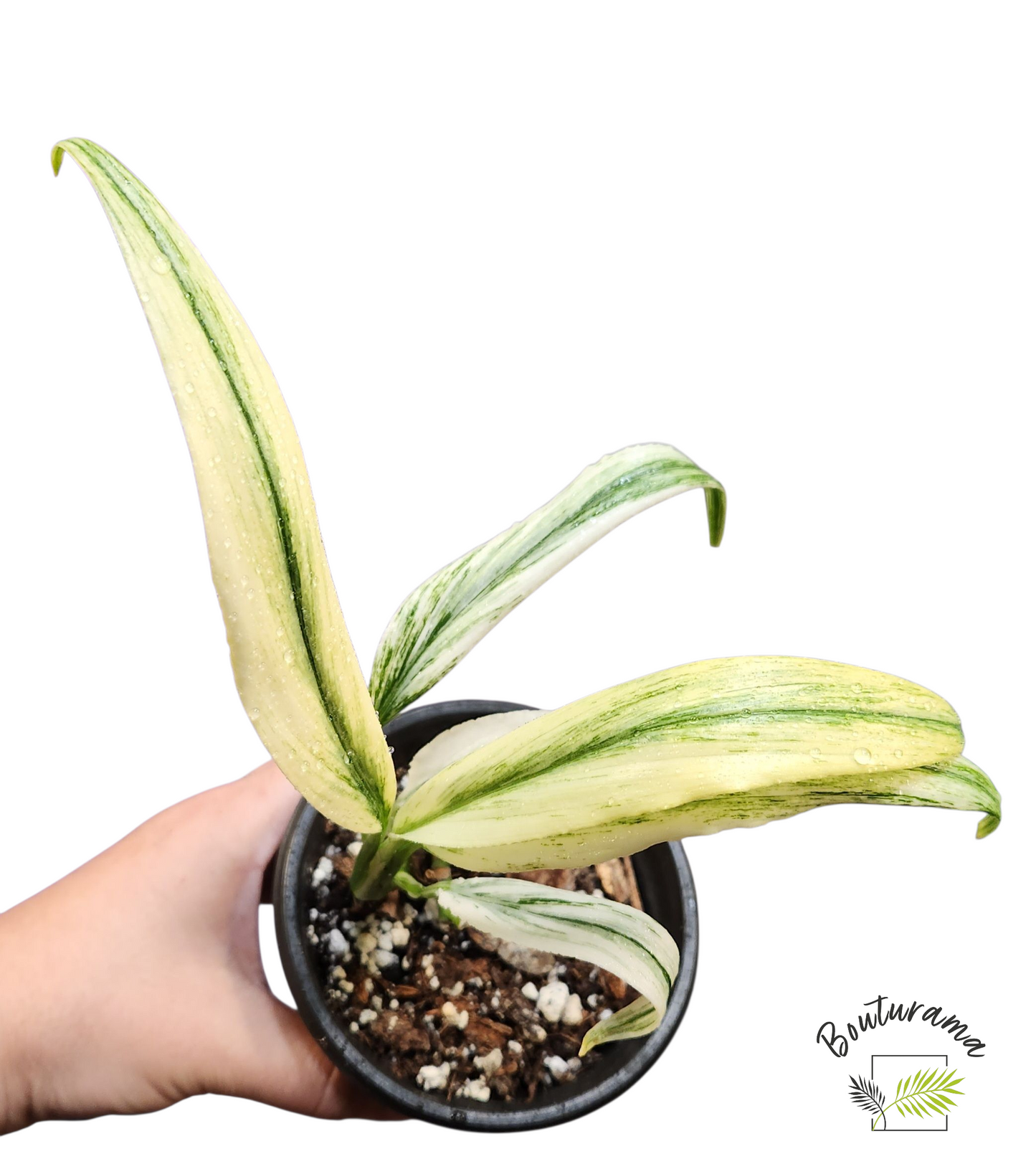 Epipremnum Amplissium Silver Stripe Variegata