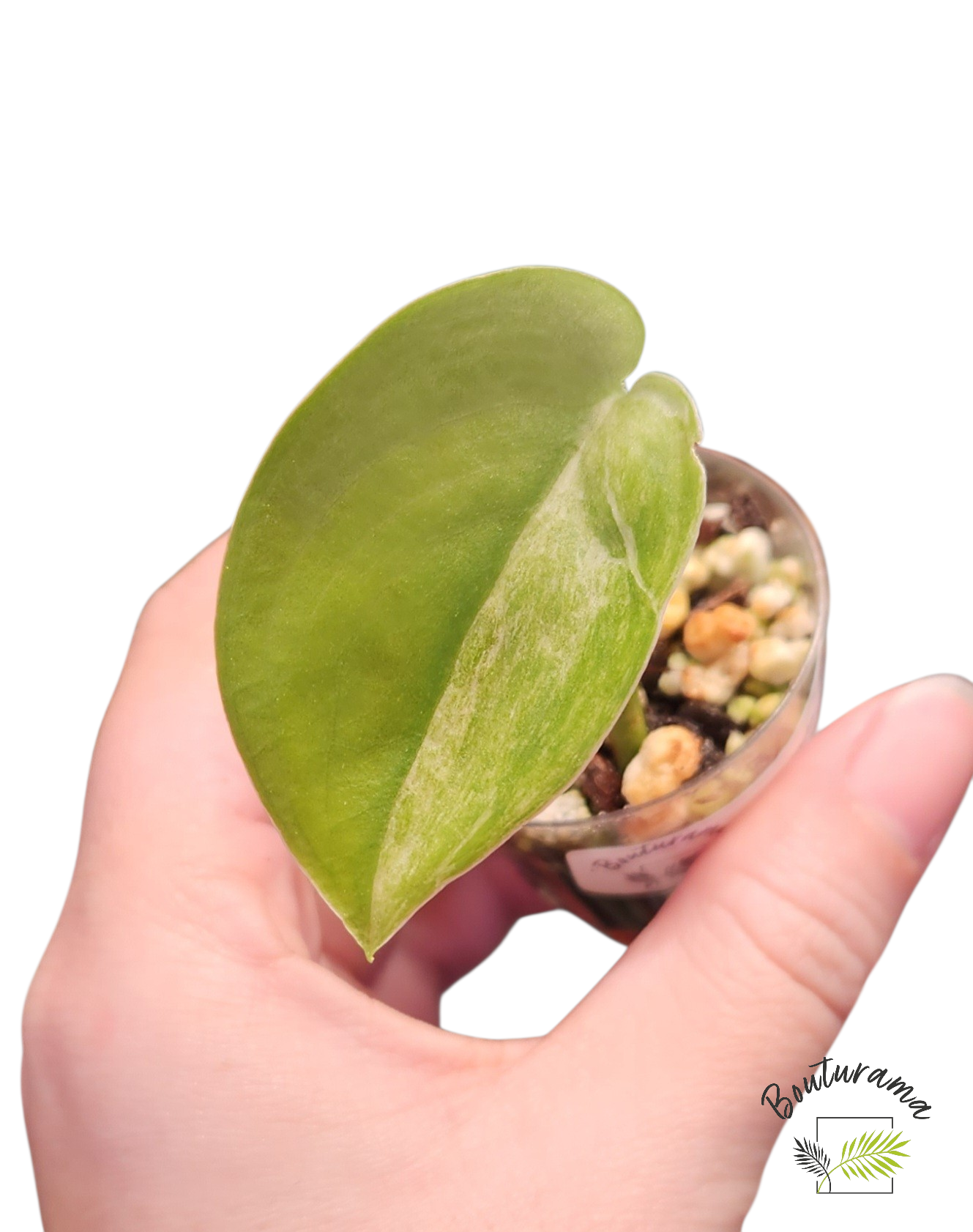 Scindapsus Jade Satin Mint Variegated