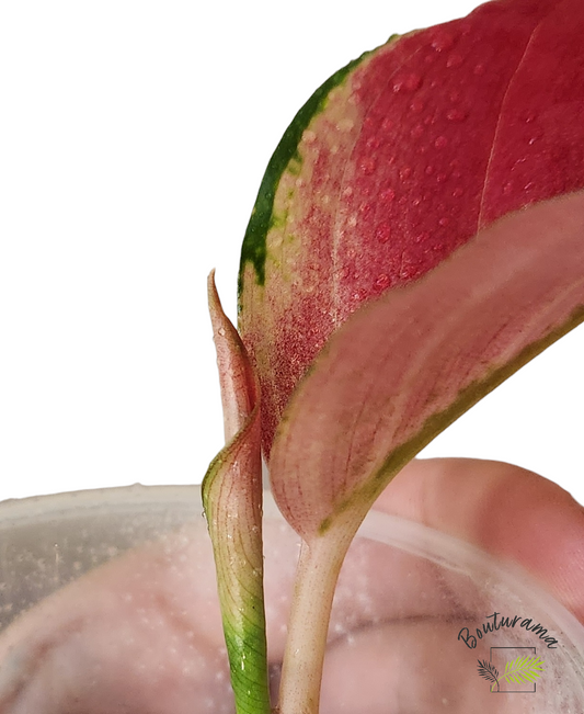 Aglaonema Star King Red