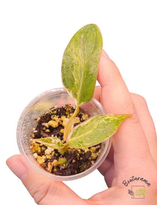 Philodendron Emerald Ice Aurea variegated