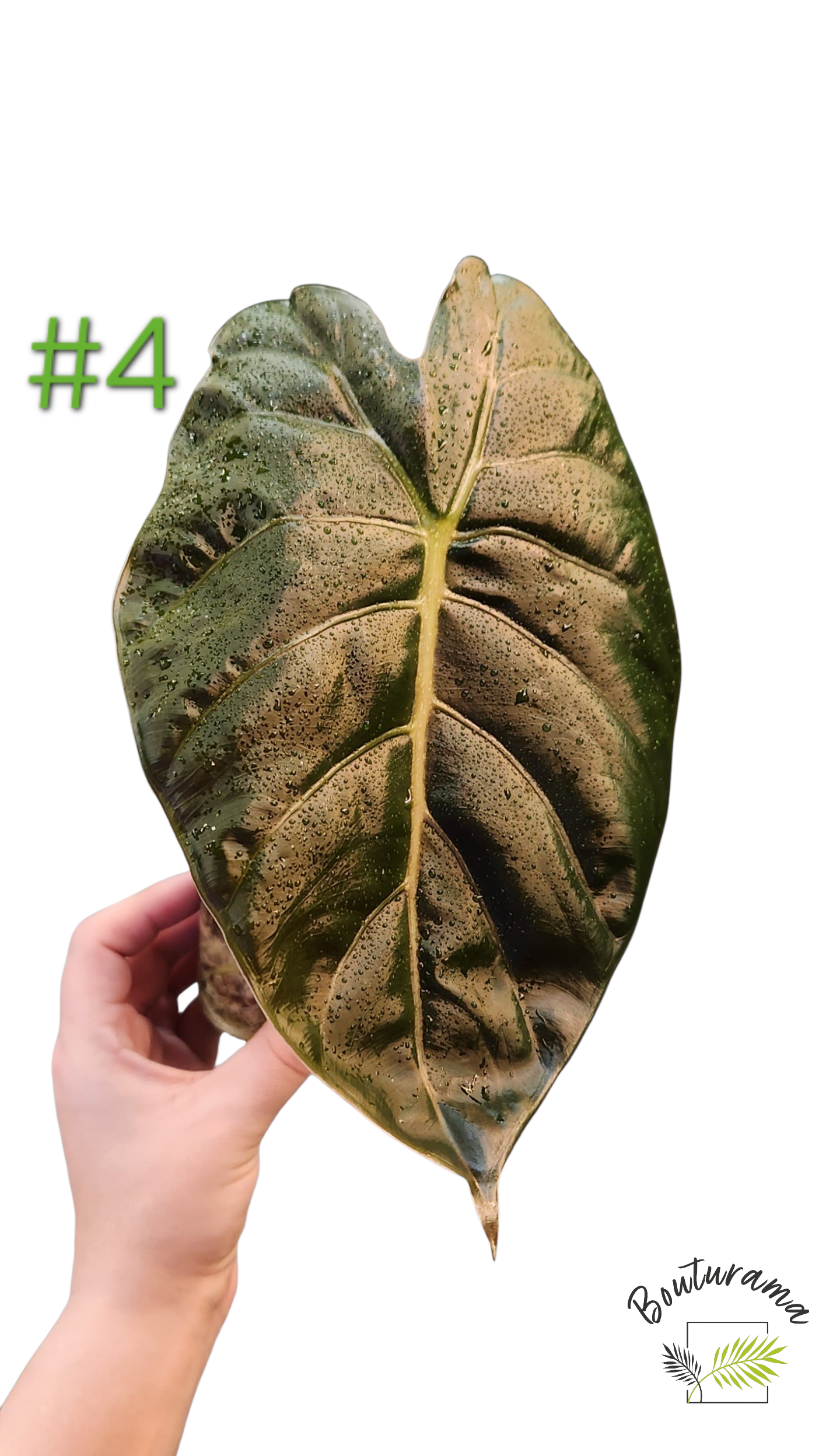 Alocasia Golden Bone