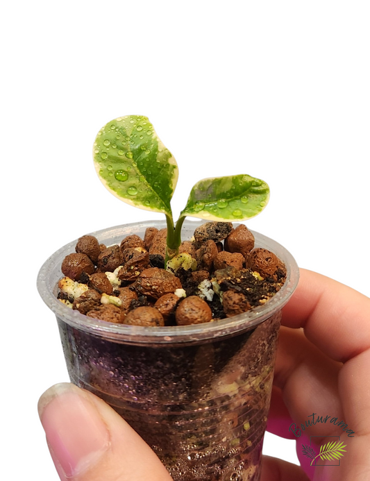 Hoya Multiflora White Margins Variegated