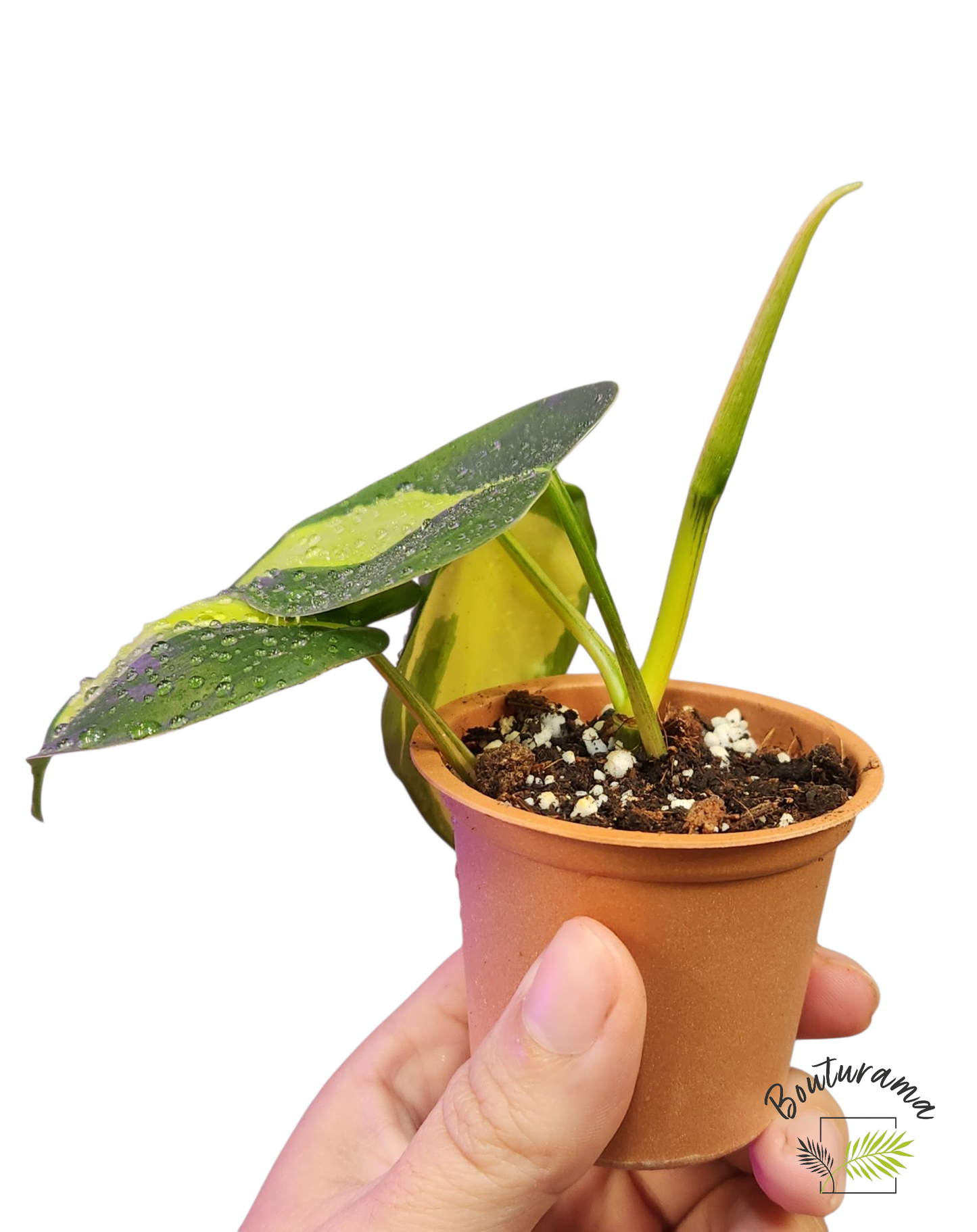 Philodendron Brazil