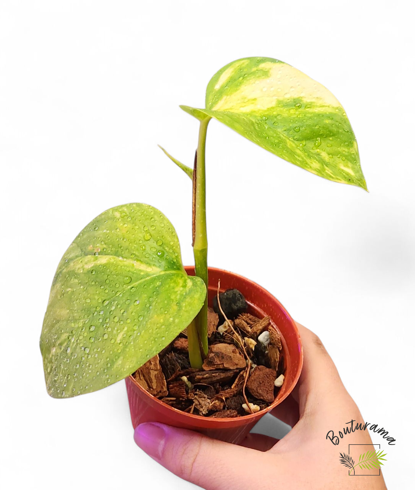 Pothos Golden