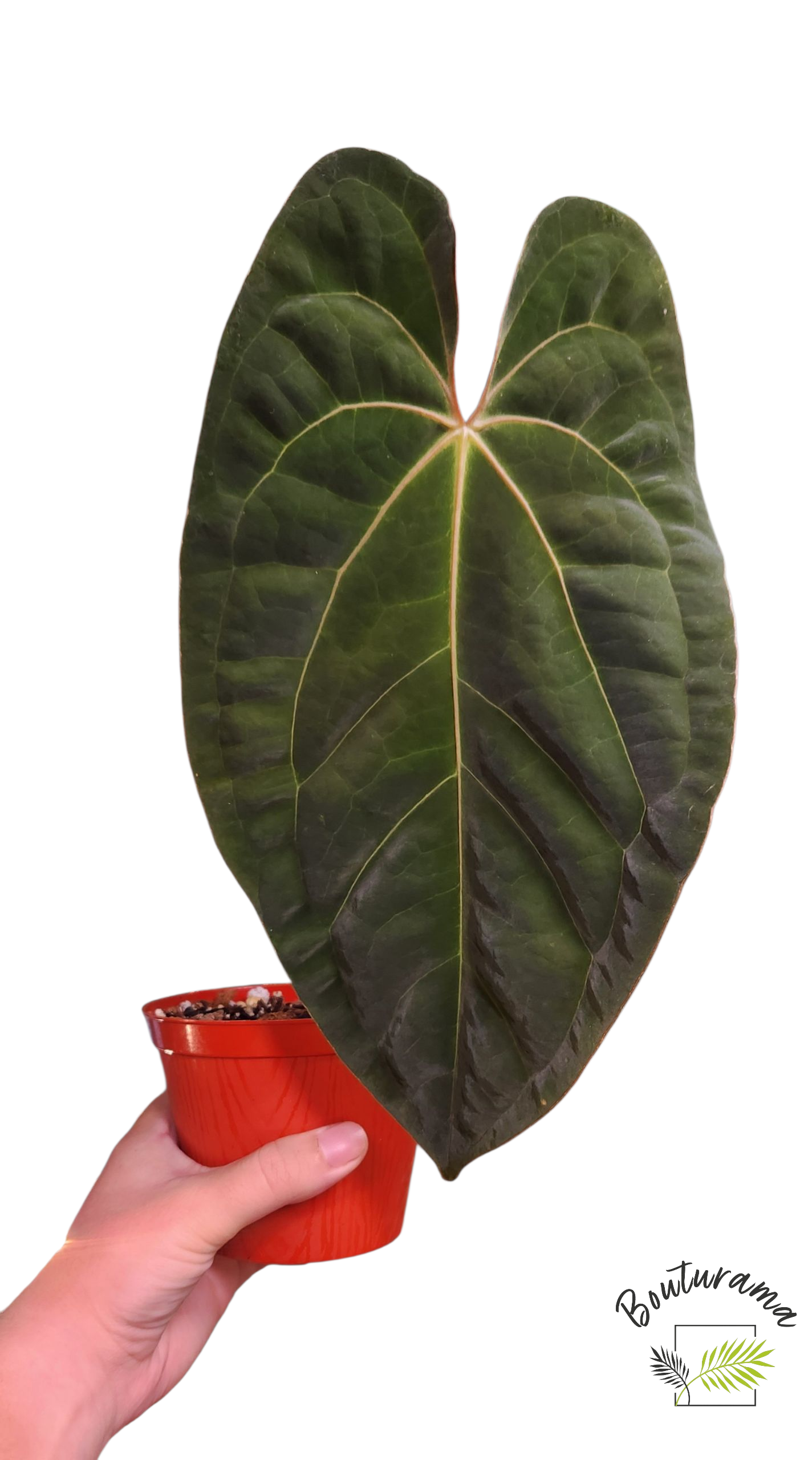 Anthurium Papillilaminum x Dark Phoenix