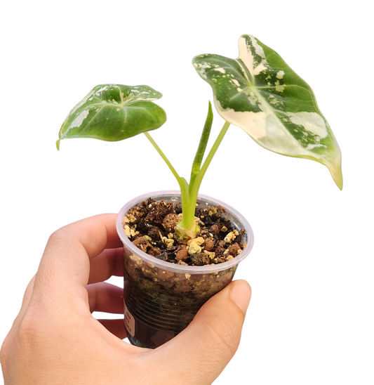 Alocasia Frydek Variegata