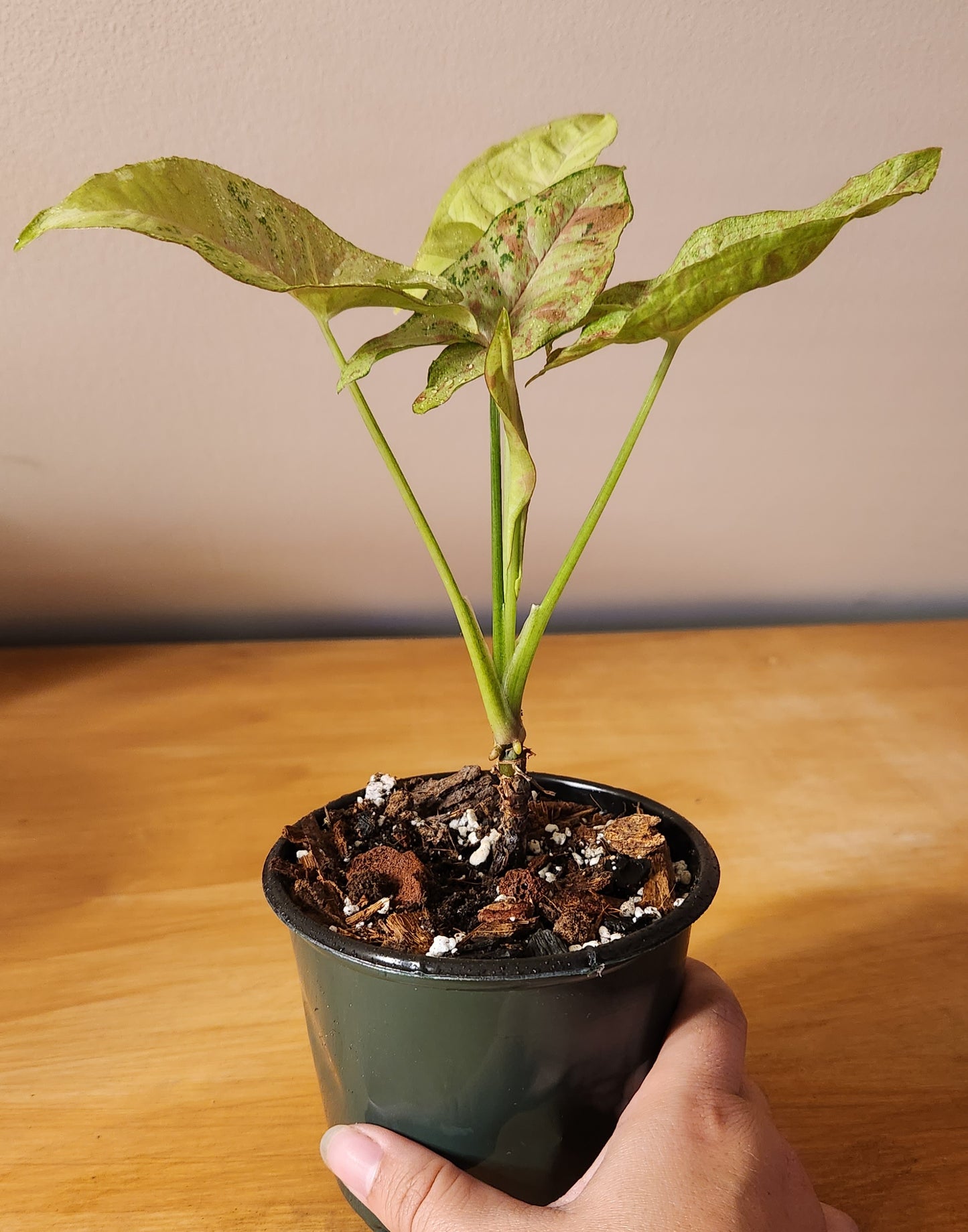 Syngonium Milk Confetti Tri-color variegated
