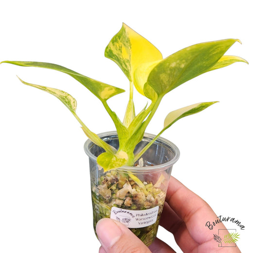 Philodendron Warscewiczii Variegata