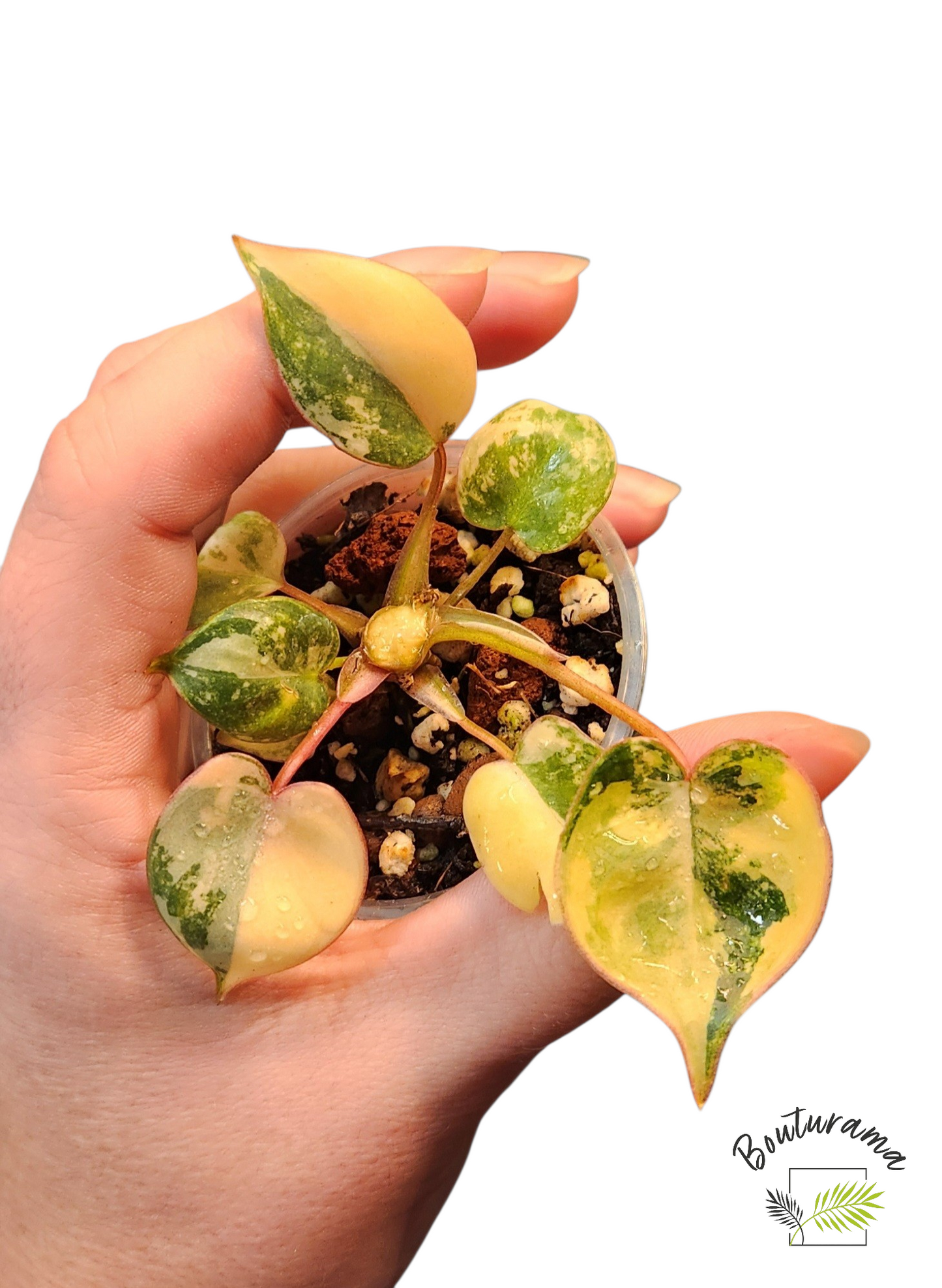 Philodendron Billietiae Variegata