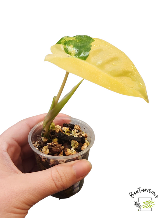 Philodendron Burle Marx Variegata