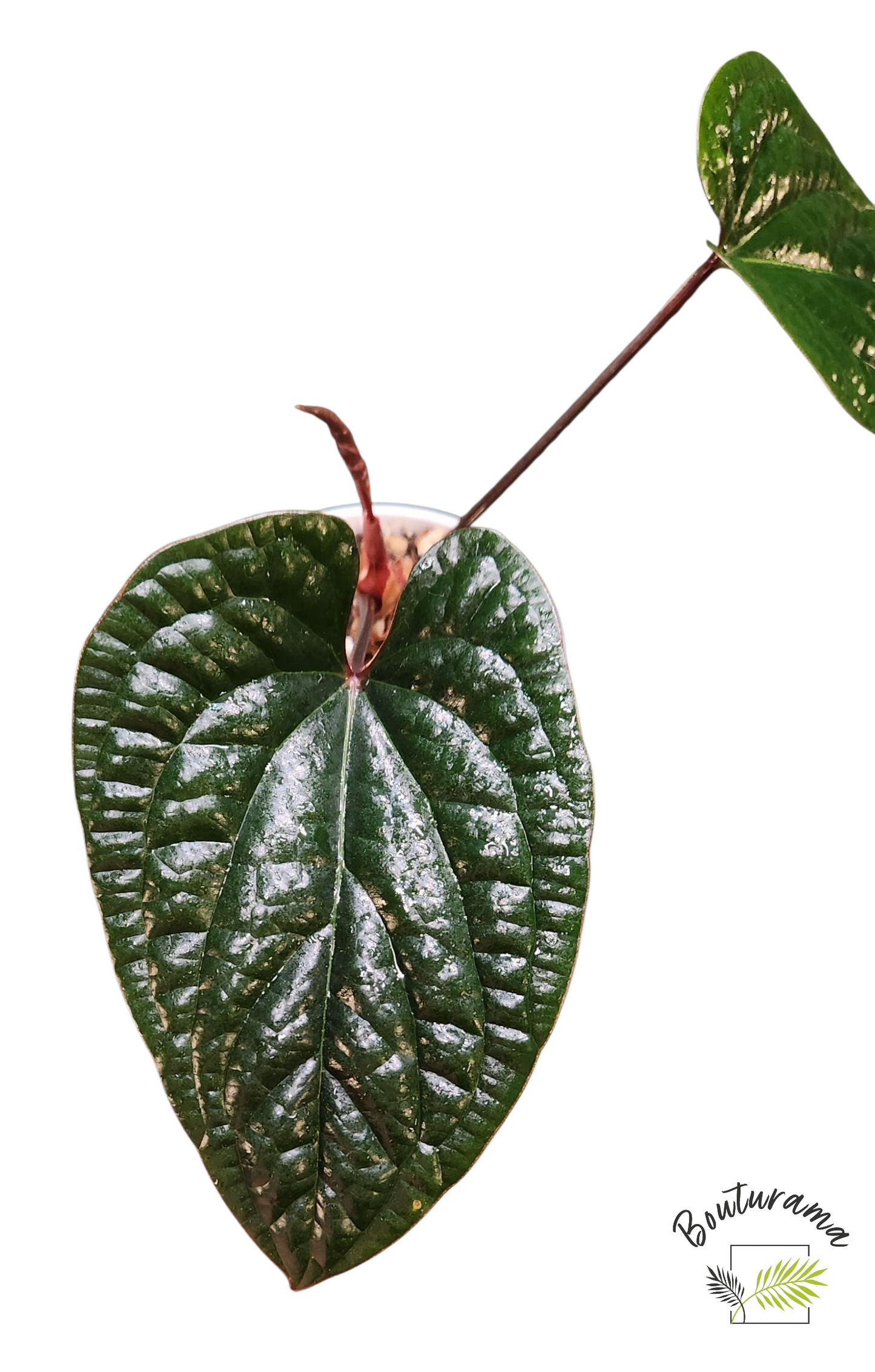 Anthurium Radicans x Luxurians