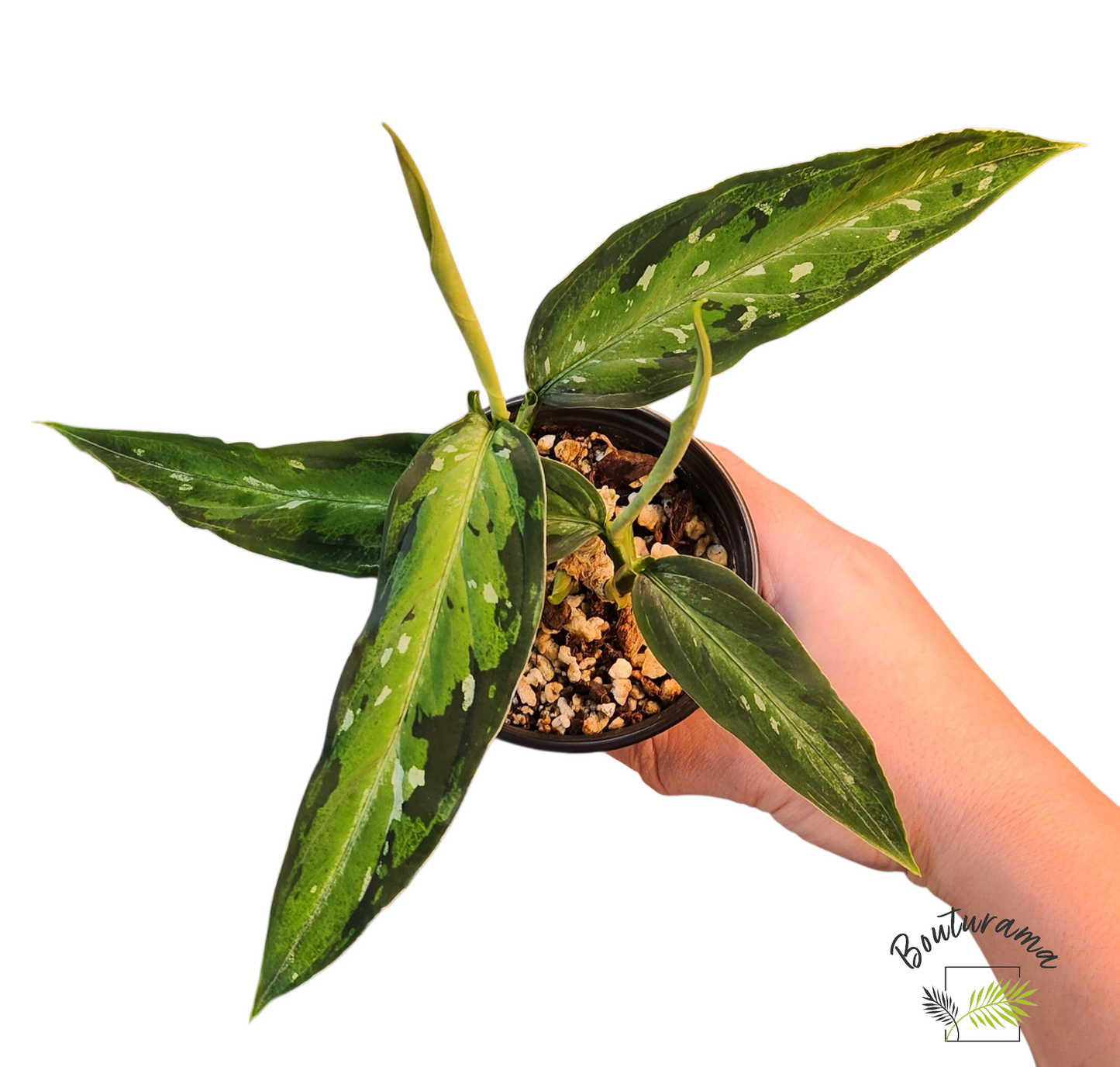 Aglaonema Pictum Tricolor