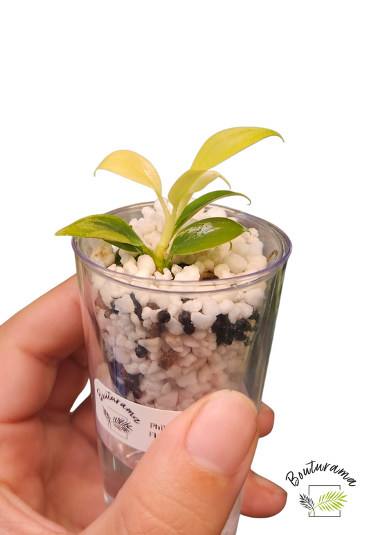 Philodendron Florida Ghost