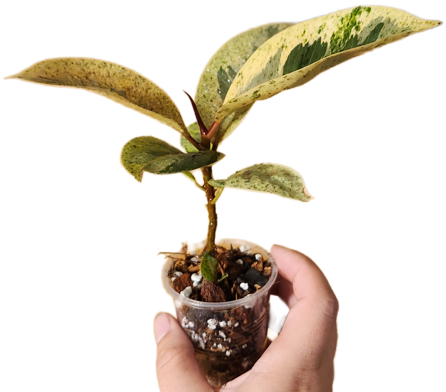 Ficus Shivereana