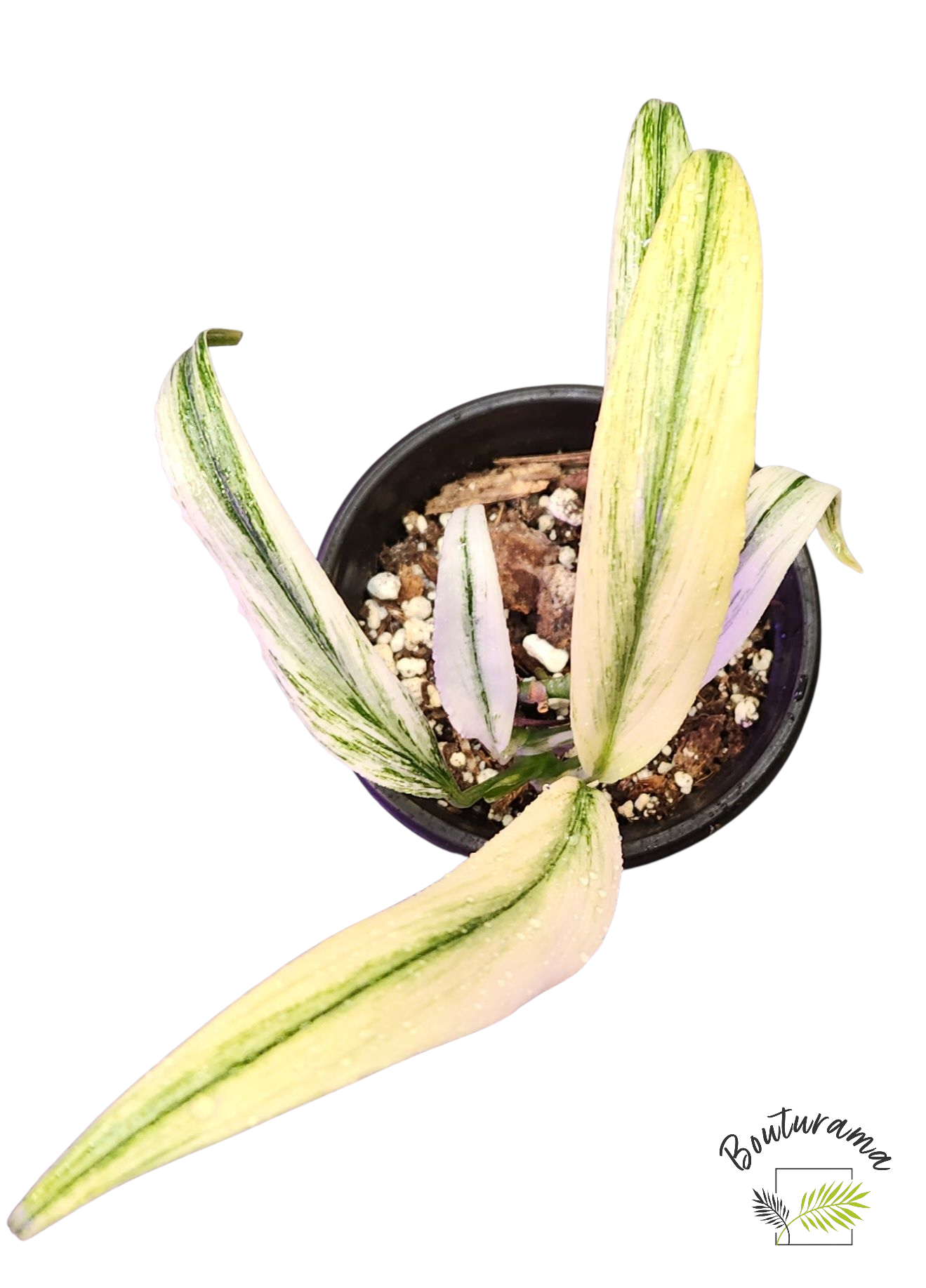 Epipremnum Amplissium Silver Stripe Variegata
