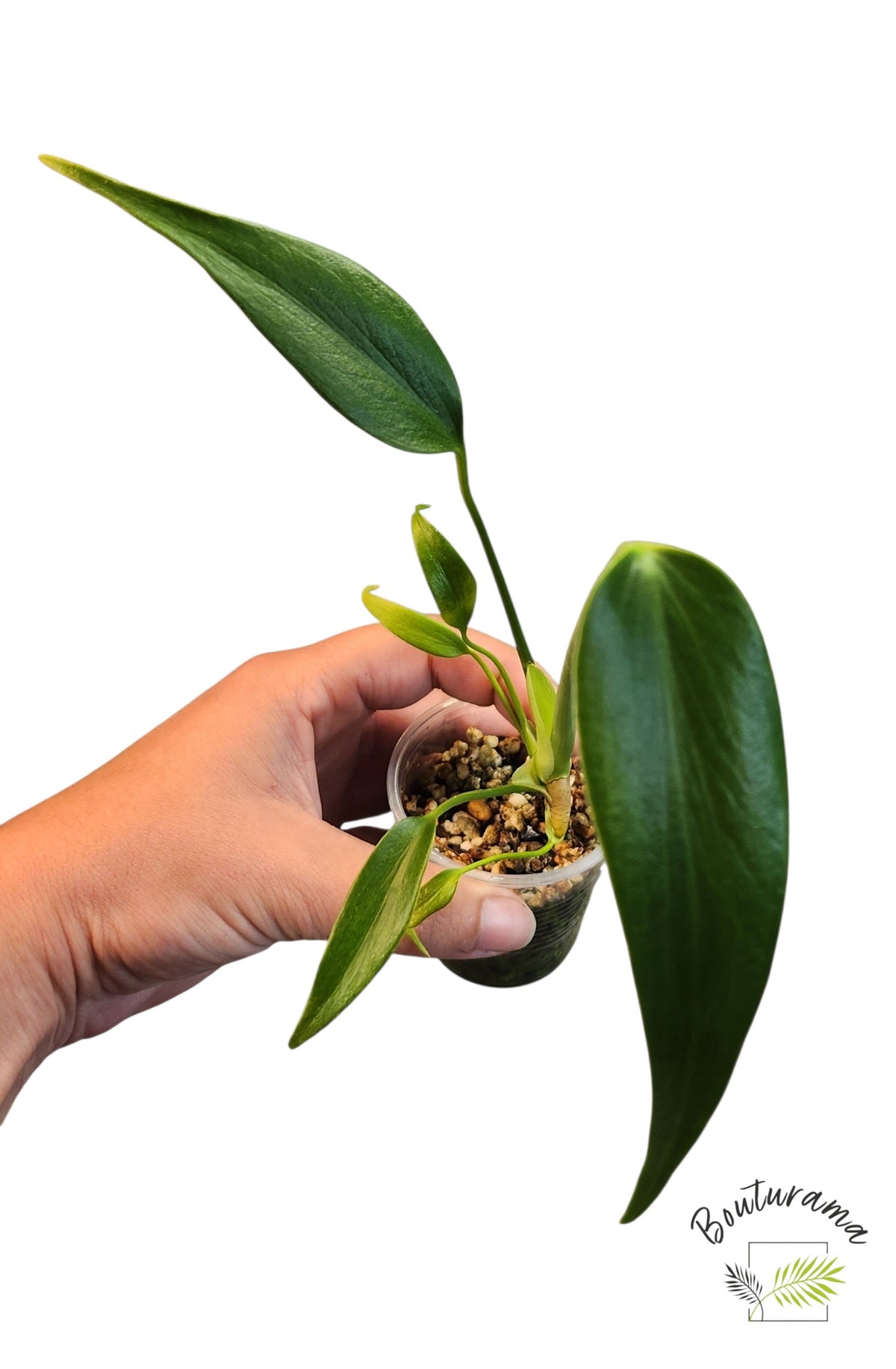 Monstera Burle Marx Flame (TC)