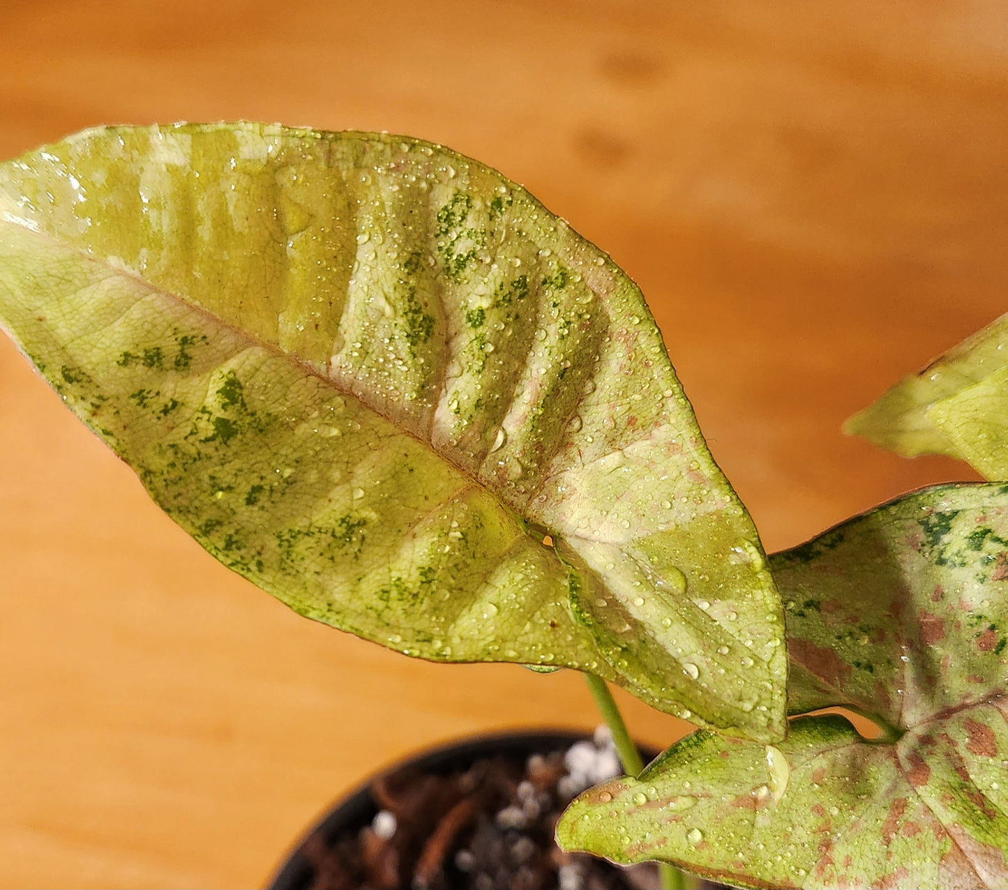 Syngonium Milk Confetti Tri-color variegated