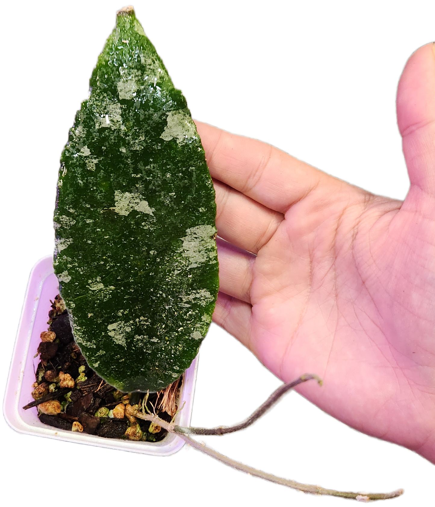 Hoya Caudata Silver