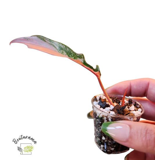 Philodendron Florida Beauty x Tortum