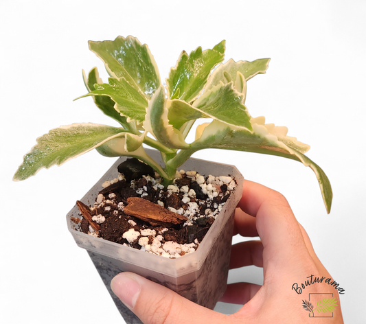 Kalanchoe Lacinata Variegata